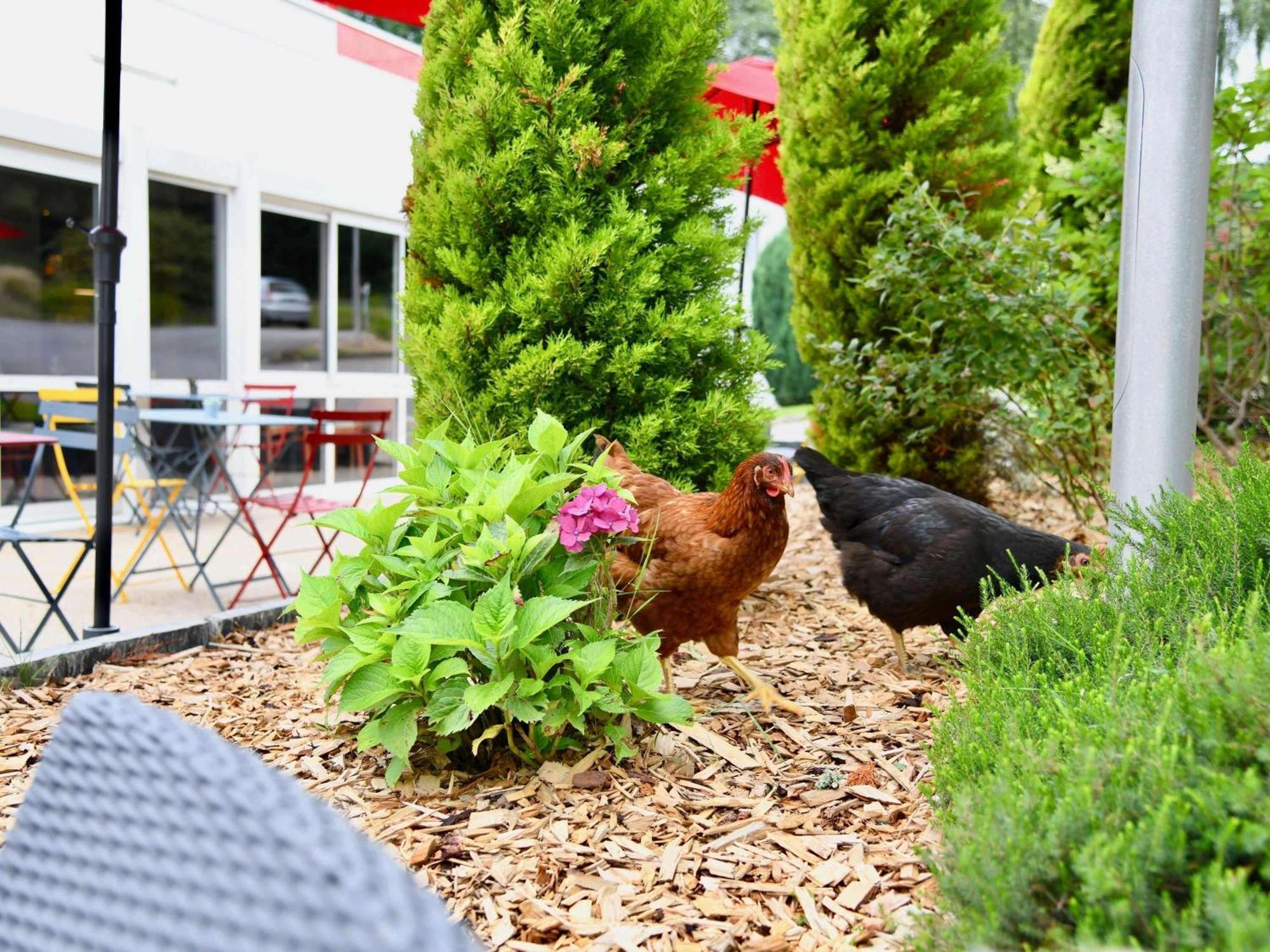 Ibis Hotel